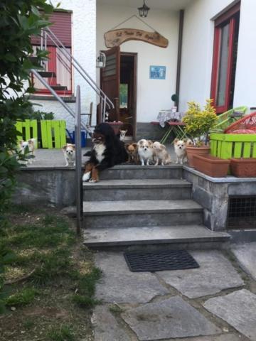بافينو B&B Il Tempo Del Sogno Con Cani E Gatti Pet&Breakfast المظهر الخارجي الصورة