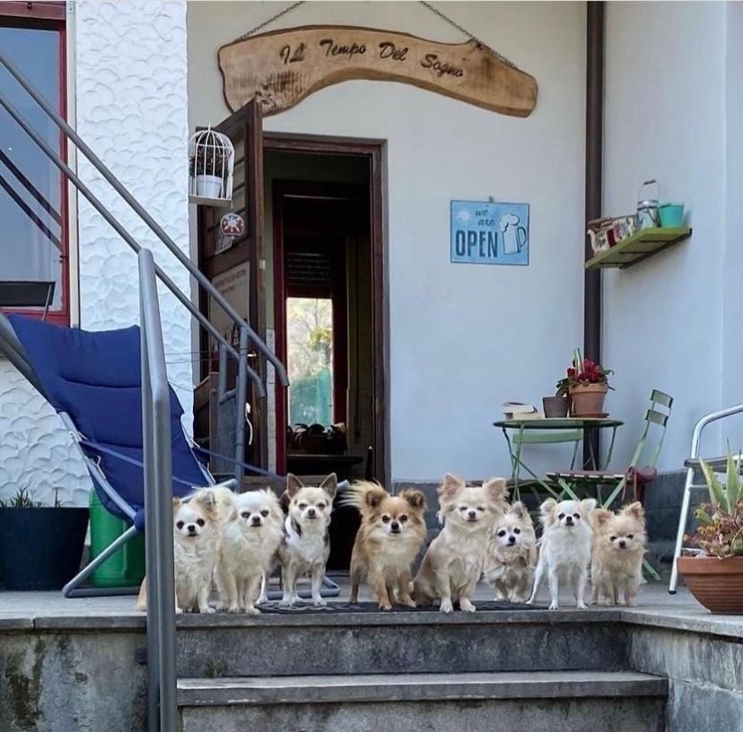 بافينو B&B Il Tempo Del Sogno Con Cani E Gatti Pet&Breakfast المظهر الخارجي الصورة